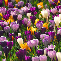 CROCUS VERNUS MIX (10 Bulbs)