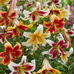 Load image into Gallery viewer, Bulbi di Lilium OT Mix (5)