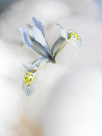 Iris reticulata KATHARINE HODGKIN (10 Bulbi)