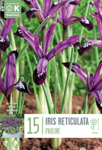 Iris reticulata PAULINE (15 Bulbi)