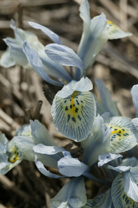 Iris reticulata KATHARINE HODGKIN (10 Bulbi)