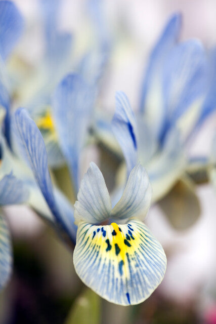 Iris reticulata KATHARINE HODGKIN (10 Bulbi)