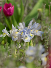 Iris reticulata KATHARINE HODGKIN (10 Bulbi)