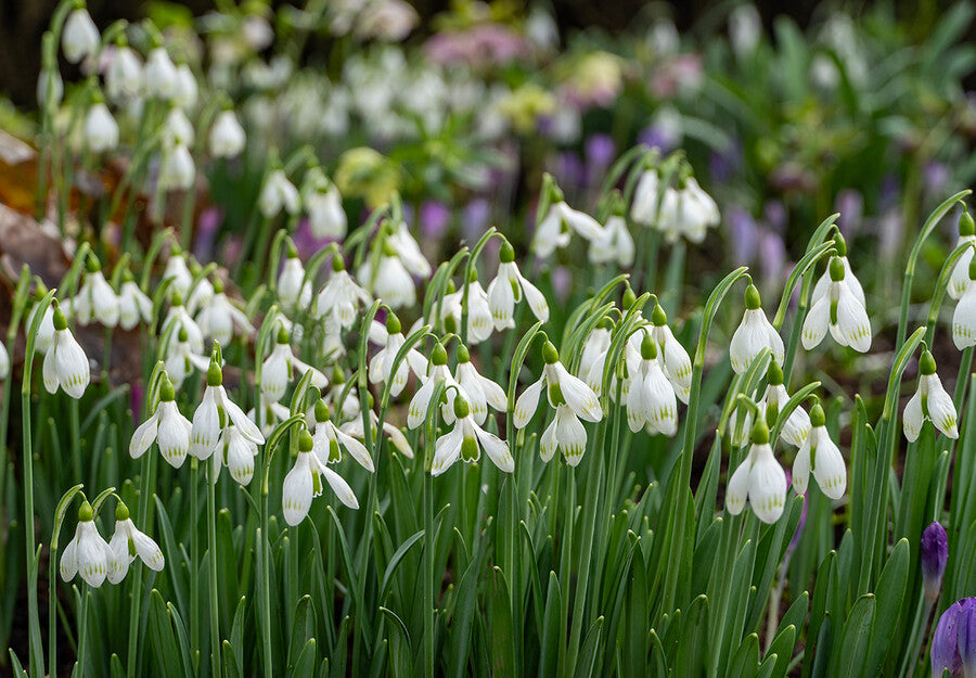 Galanthus nivalis (BUCANEVE) - 10 Bulbi