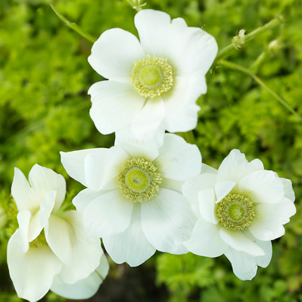 ANEMONE THE BRIDE (10 Bulbi)
