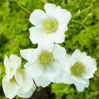 ANEMONE THE BRIDE (10 Bulbi)
