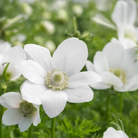 ANEMONE THE BRIDE (10 Bulbi)