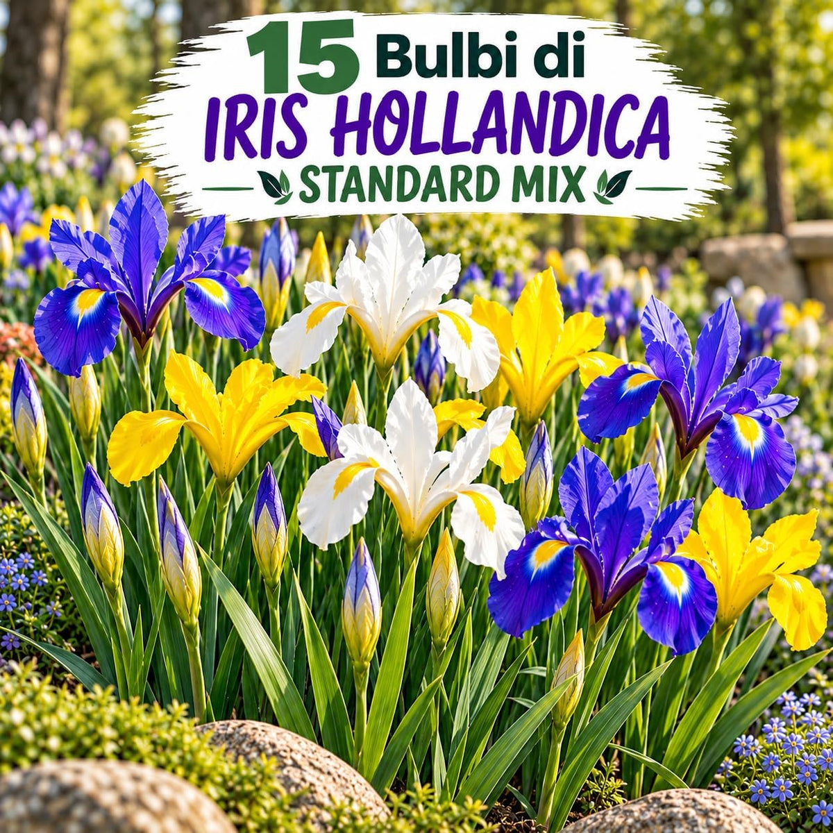 15 Bulbi di iris hollandica mix of bulbs in vibrant colors of blue, white, yellow, and purple in a garden setting.
