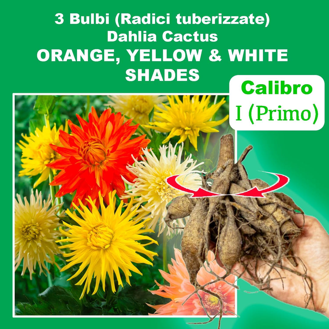 Cactus Dahlia Mix – Orange, Yellow & White Bulbs (3)