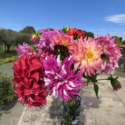 Decorative Dahlia Mix bulbs (5) – Height up to 50 cm