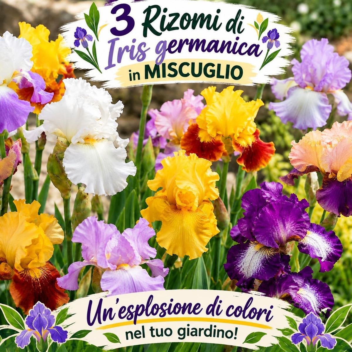 3 Rizomi di Iris germanica in MISCUGLIO, colorati fiori per un giardino vibrante e fiorito.