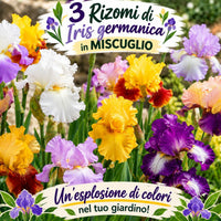 3 Rizomi di Iris germanica in MISCUGLIO, colorati fiori per un giardino vibrante e fiorito.