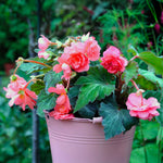 Load image into Gallery viewer, Pink Double Begonia Bulbs (3)