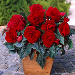 Load image into Gallery viewer, Dark Red Double Begonia Bulbs (3)