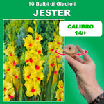 Load image into Gallery viewer, Gladiolus ‘Jester’ Bulbs (7)