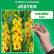Gladiolus ‘Jester’ Bulbs (7)