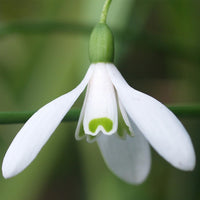 Galanthus nivalis (BUCANEVE) - 10 Bulbi