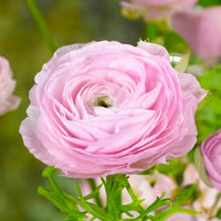 Ranuncoli ROSA (10 Bulbi)