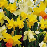 Narcisi botanici bulbi olandesi in miscuglio, con fiori gialli e bianchi, adatti per giardini esterni.