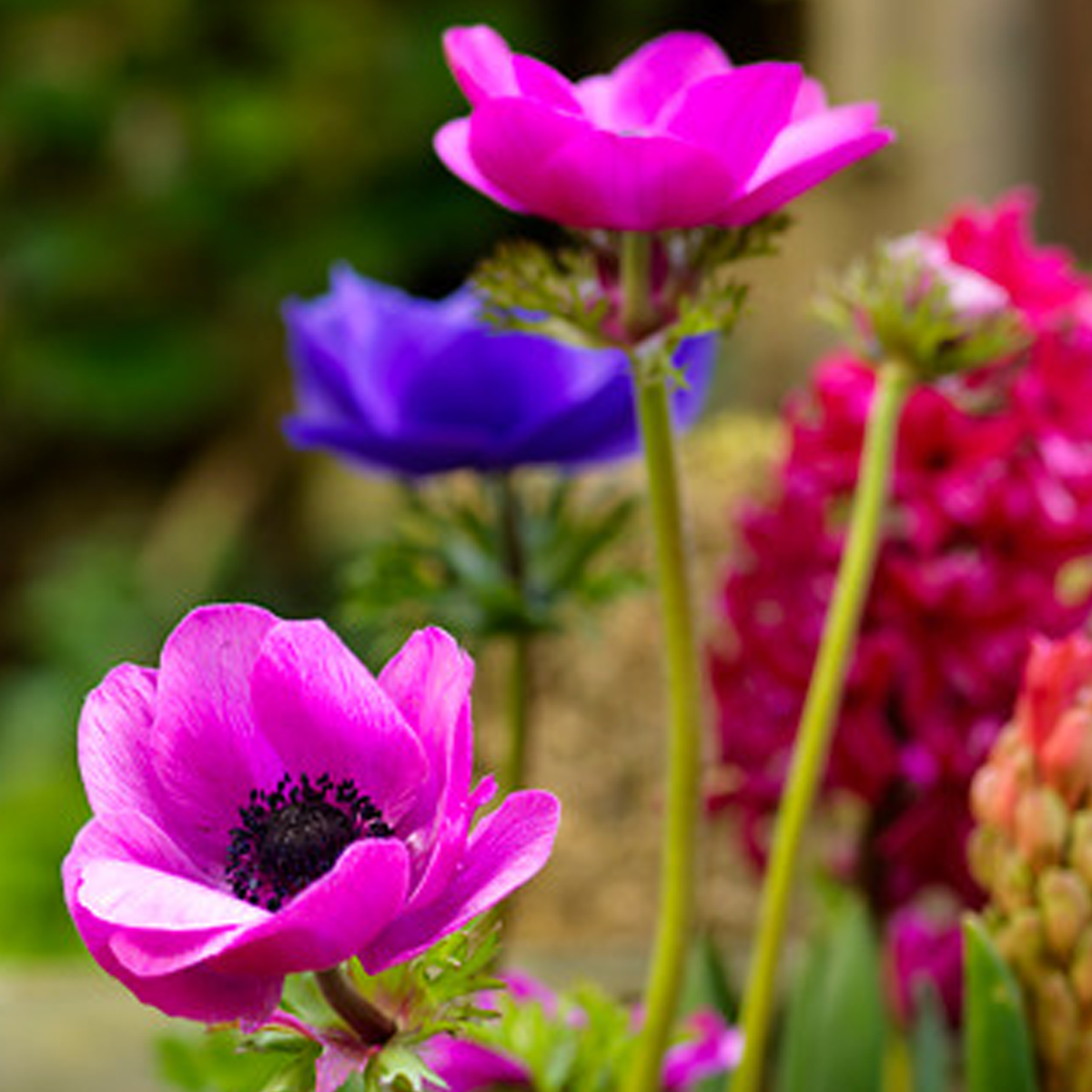 ANEMONE SYLPHIDE (10 Bulbi)
