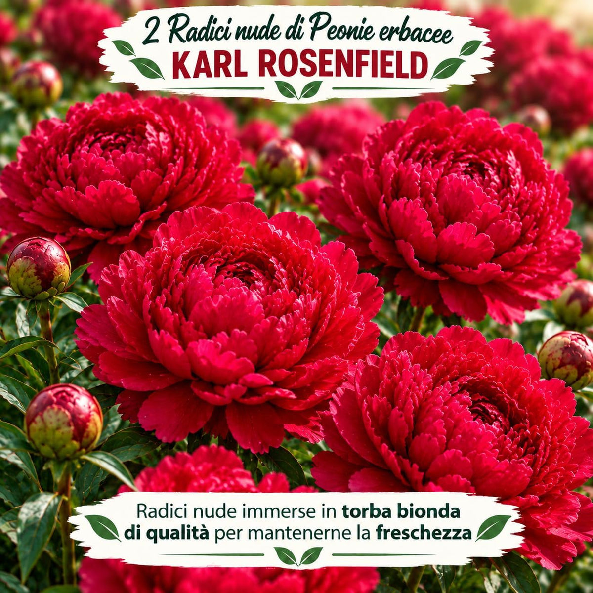 PAEONIA Lactiflora KARL ROSENFIELD (2 Radici)