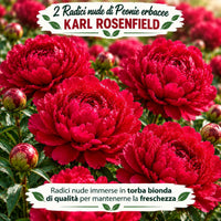 PAEONIA Lactiflora KARL ROSENFIELD (2 Radici)