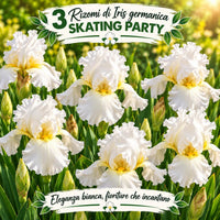 Iris germanica Skating Party rhizomes, featuring elegant white flowers with yellow beards, perfect for outdoor gardens.