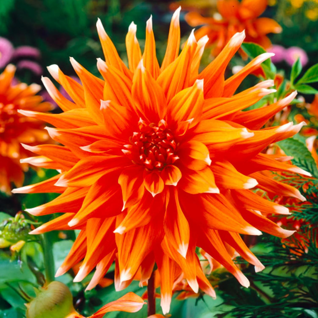 Dahlia “Shades of Orange” Bulbs (5) – 100 Days to Bloom
