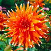 Dahlia “Shades of Orange” Bulbs (5) – 100 Days to Bloom
