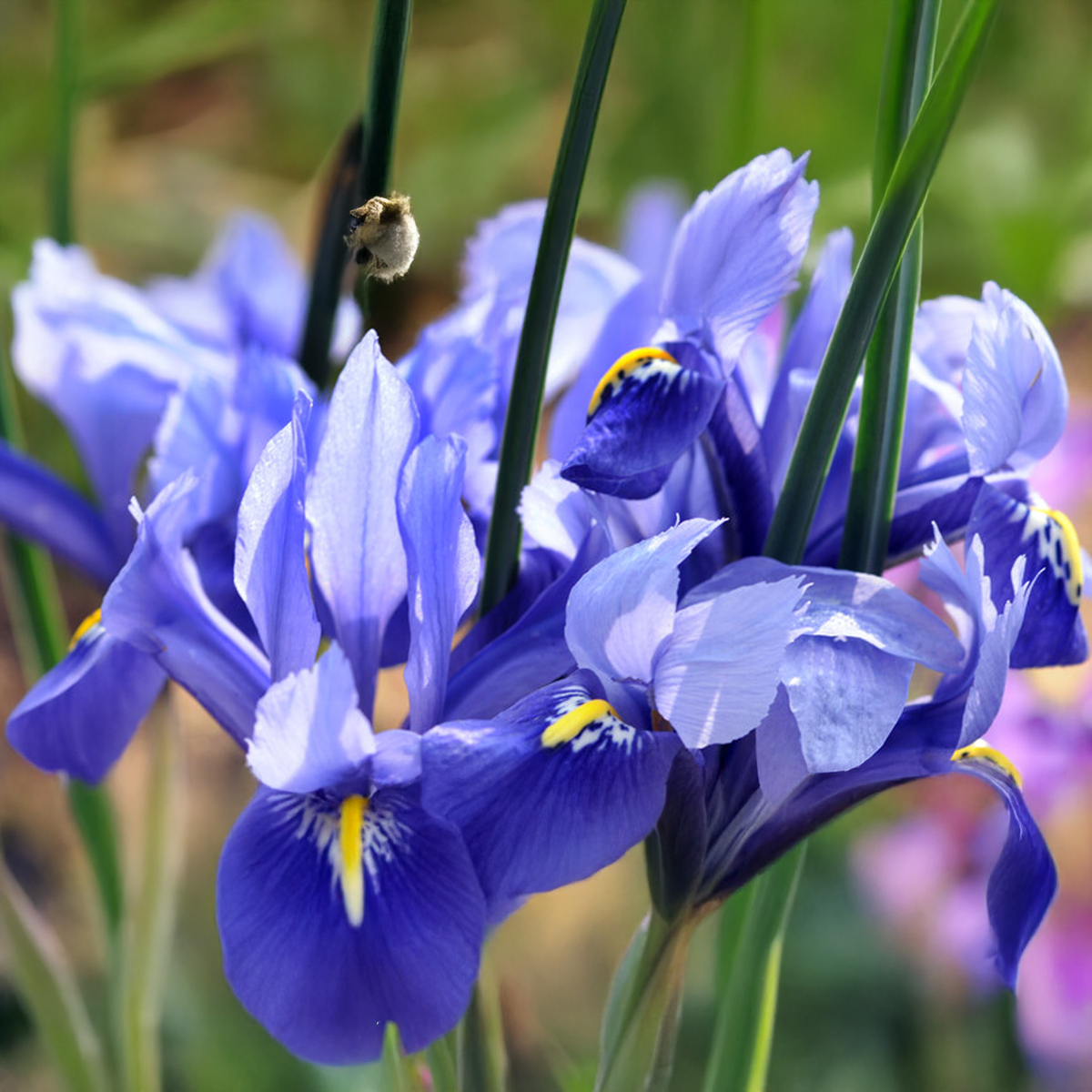 Iris hollandica HARMONY (15 Bulbi)