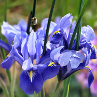 Iris hollandica HARMONY (15 Bulbi)