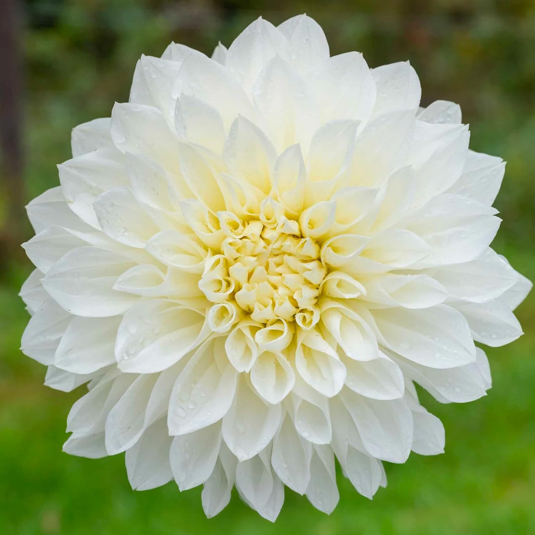 Dahlia “Shades of White” Bulbs (5) – 100 Days to Bloom