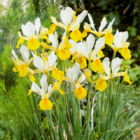 Iris hollandica GIALLO-BIANCO (10 Bulbi)