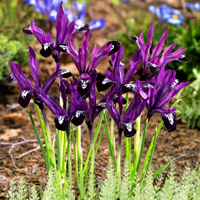 Iris reticulata Pauline bulbs with stunning deep purple plum flowers in a garden setting.