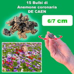 Load image into Gallery viewer, Anemone coronaria “De Caen” Bulbs (15)