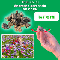 Anemone coronaria “De Caen” Bulbs (15)