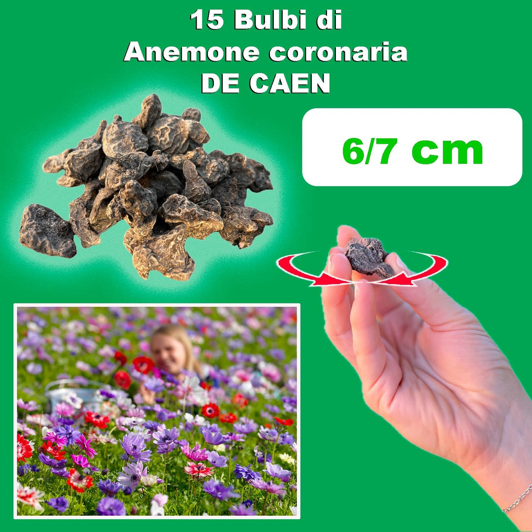 Anemone coronaria “De Caen” Bulbs (15)