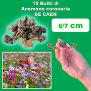 Anemone coronaria “De Caen” Bulbs (15)