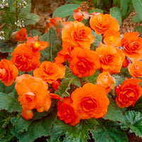 Orange Double Begonia Bulbs (3)