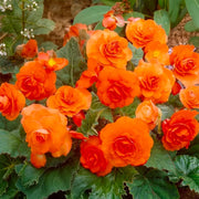Orange Double Begonia Bulbs (3)