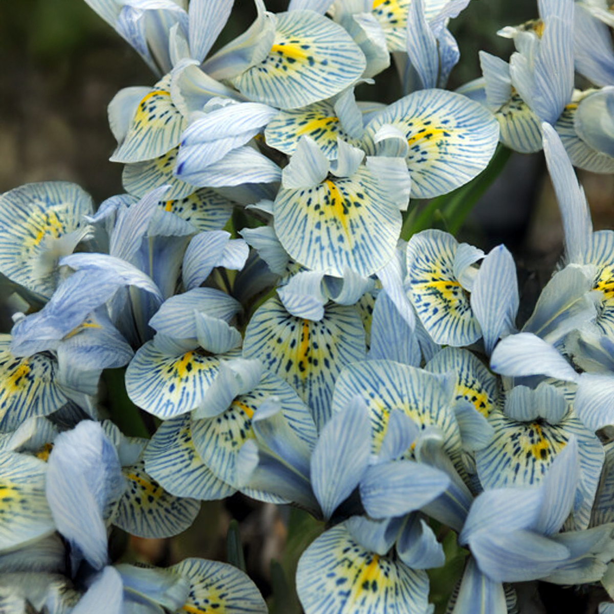 Iris reticulata KATHARINE HODGKIN (10 Bulbi)