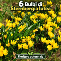 Sternbergia lutea (6 Bulbi)