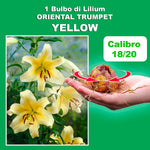 Load image into Gallery viewer, Bulbi di Lilium OT Yellow (1)
