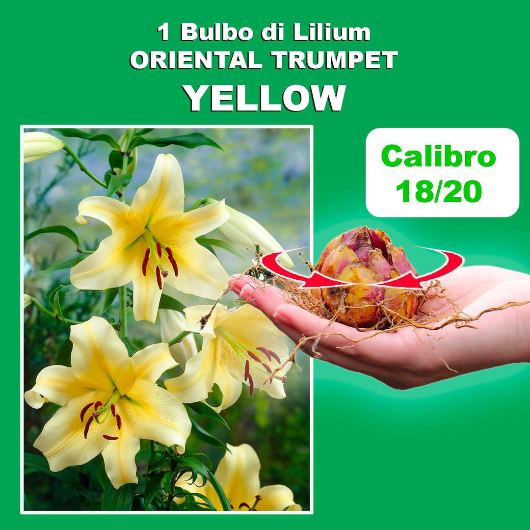Bulbi di Lilium OT Yellow (1)