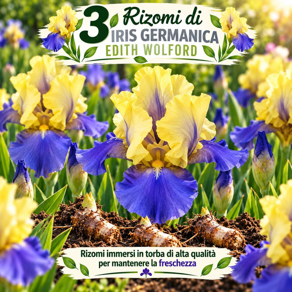 3 Rizomi di Iris germanica Edith Wolford, fiori giallo e blu-viola, pianta ideale per giardini e aree esterne.