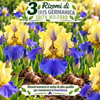 3 Rizomi di Iris germanica Edith Wolford, fiori giallo e blu-viola, pianta ideale per giardini e aree esterne.