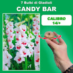 Load image into Gallery viewer, Gladiolus ‘Candy Bar’ Bulbs (7)