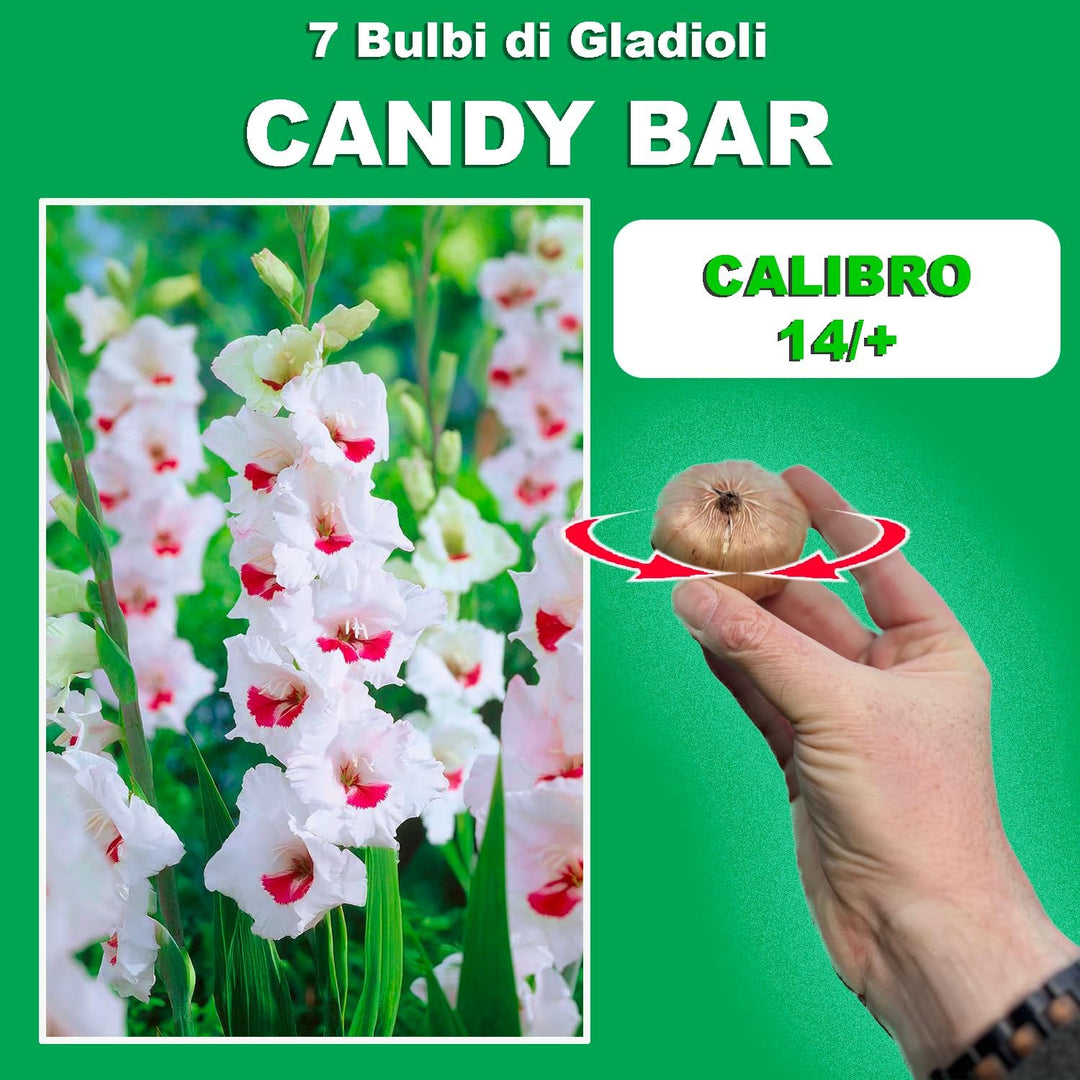 Gladiolus ‘Candy Bar’ Bulbs (7)
