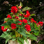 Load image into Gallery viewer, Red Double Begonia Bulbs (3)
