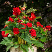 Red Double Begonia Bulbs (3)